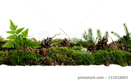 Fresh green moss isolated on white background Fresh green moss isolated on white background 131018065