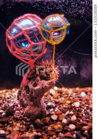 Scenery of the Noshappu Cold Current Aquarium Scenery of the Noshappu Cold Current Aquarium 131018089