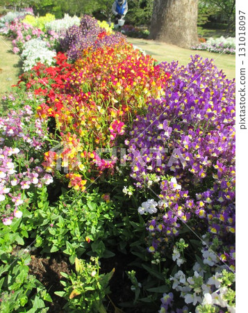 A vibrant and colorful spring flowerbed filled with beautiful blooms of zinnias, petunias, dusty miller, begonias, and more. 131018097