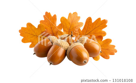 Close-up photo of brown acorn and green oak leaves on white background. 131018108