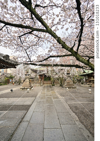 Cherry blossoms at Tenson Shrine in Otsu City, Shiga Prefecture, Spring 2024 131018233