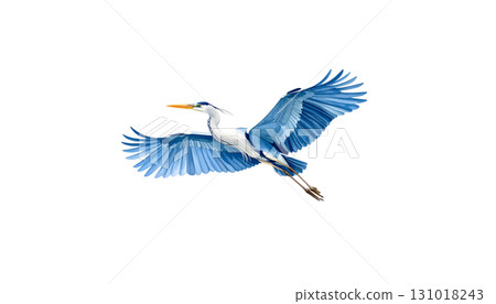 A great blue heron is flying gracefully over the water isolated on a white background. 131018243