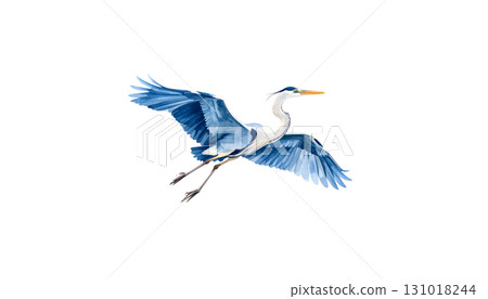 A great blue heron is flying gracefully over the water isolated on a white background. 131018244