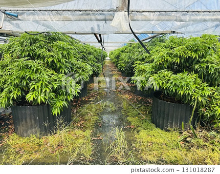 花園洋房 131018287