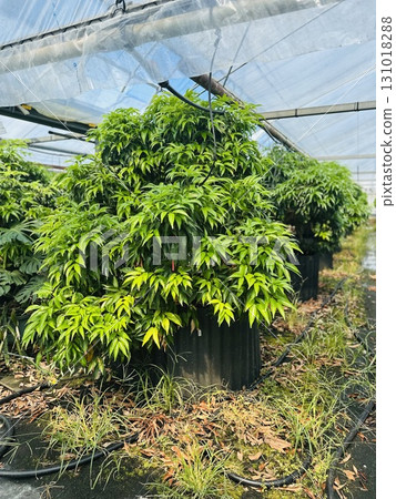 花園洋房 131018288