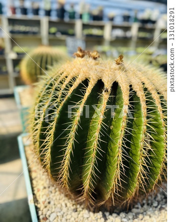 花園洋房 花園洋房 131018291