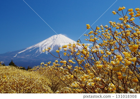 Yellow Mitsumata flowers blooming in early spring with Mount Fuji still covered in snow in the background. Ver. 1 Yellow Mitsumata flowers blooming in early spring with Mount Fuji still covered in snow in the background. Ver. 1 131018308