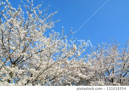 Blue sky and cherry blossoms (Chidorigafuchi Greenway, Imperial Palace) 131018354