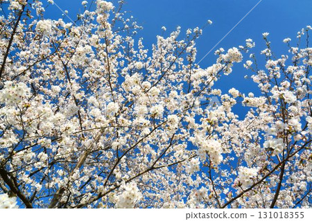 藍天與櫻花（千鳥淵綠道、皇居） 131018355