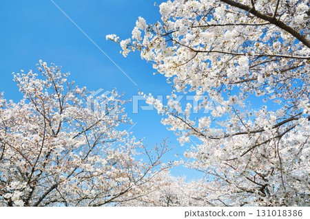 Blue sky and cherry blossoms (Chidorigafuchi Greenway, Imperial Palace) 131018386