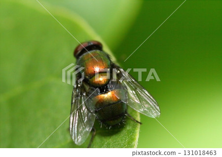 Macro image of a blowfly Macro image of a blowfly 131018463