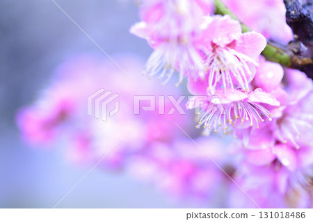 Welcome to spring 131018486