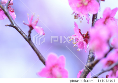 歡迎來到春天 131018501