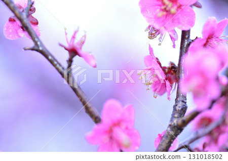 歡迎來到春天 歡迎來到春天 131018502