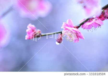 Welcome to spring Welcome to spring 131018504