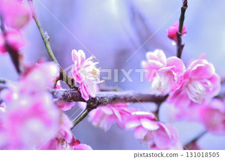 Welcome to spring Welcome to spring 131018505