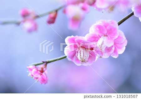 歡迎來到春天 131018507