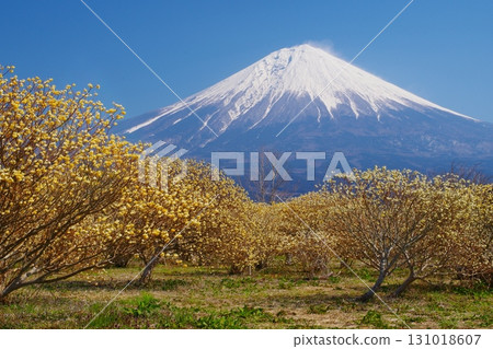 早春時節，一叢叢開著黃花的三椏樹，以及白雪皚皚的富士山西麓。 Ver. 5 131018607