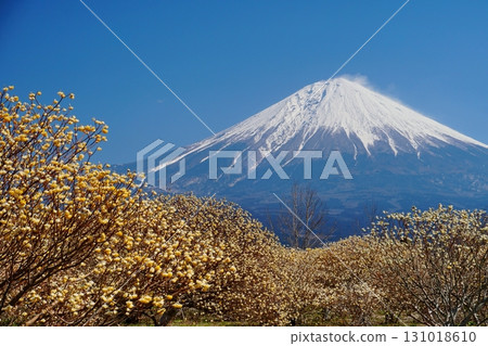 A cluster of yellow-flowering Mitsumata trees in early spring and the snow-covered western foot of Mount Fuji. Ver. 2 A cluster of yellow-flowering Mitsumata trees in early spring and the snow-covered western foot of Mount Fuji. Ver. 2 131018610