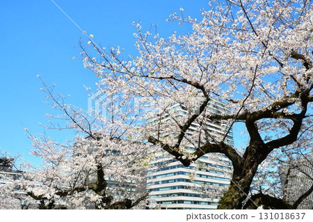 盛開的櫻花和藍天映襯下的摩天大樓 131018637