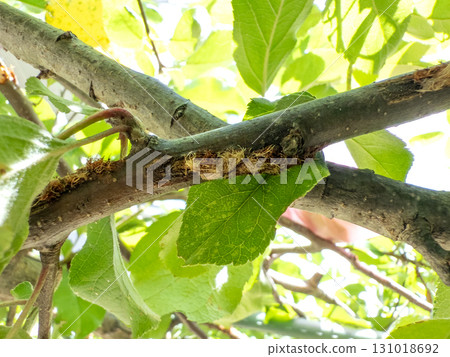 Mantis damage to an apple tree Mantis damage to an apple tree 131018692