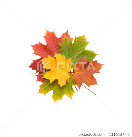 Colorful maple leaves from an autumn tree isolated against a white background 131018744