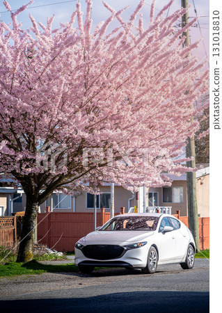 加拿大溫哥華的春天和馬自達汽車 131018810