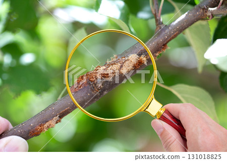 用放大鏡近距離觀察螳螂對蘋果樹造成的傷害 131018825