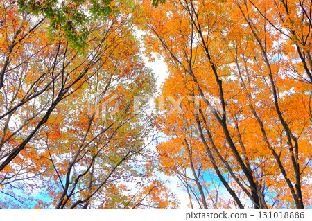 清爽的藍天與路邊的櫸樹紅葉 131018886