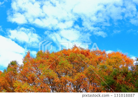 清爽的藍天和路邊樹的秋葉 131018887