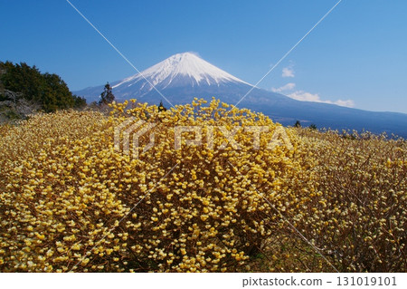 Yellow Mitsumata flowers blooming in early spring in the foreground, with snow still remaining on the western foot of Mount Fuji. Ver. 5 Yellow Mitsumata flowers blooming in early spring in the foreground, with snow still remaining on the western foot of Mount Fuji. Ver. 5 131019101