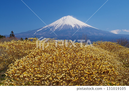 前景中，早春盛開的黃色三椏花，富士山西麓的積雪尚存。 Ver.1 131019105