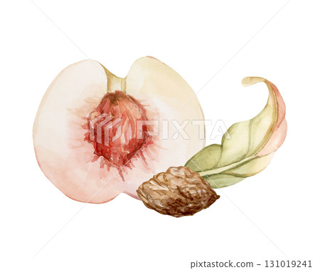 Peach fruit seed leaf. Summer Watercolor hand drawn floral food illustration isolated on white background for home kitchen textile fresh fabric print card cosmetic package porcelain crockery label Peach fruit seed leaf. Summer Watercolor hand drawn floral food illustration isolated on white background for home kitchen textile fresh fabric print card cosmetic package porcelain crockery label 131019241