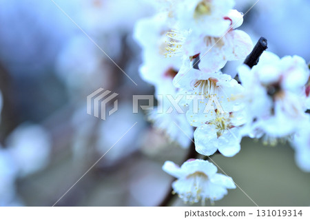 春天來了 春天來了 131019314