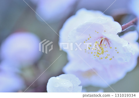 Spring coming 131019334