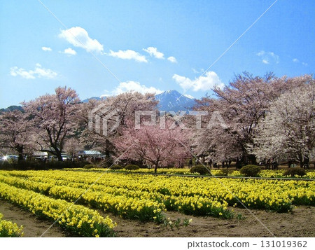 盛開的櫻花和水仙花田 盛開的櫻花和水仙花田 131019362