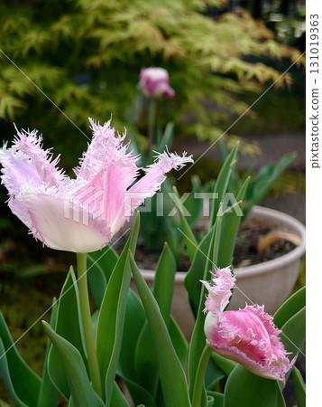 Pale pink tulip / Pale pink tulip flower with fringes (Huis Ten Bosch variety) Pale pink tulip / Pale pink tulip flower with fringes (Huis Ten Bosch variety) 131019363