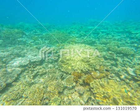 大堡礁 海 大海 131019570