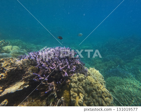 大堡礁 海 大海 131019577