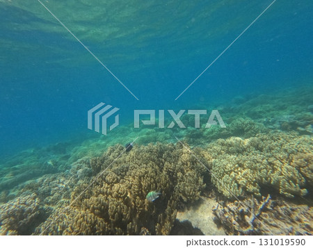 the great barrier reef, blue water, marine 131019590