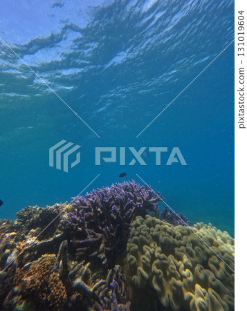 海 大海 海洋 131019604