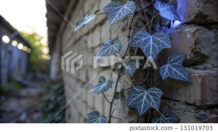 Ivy climbing on a brick wall in an abandoned setting during golden hour light 131019703