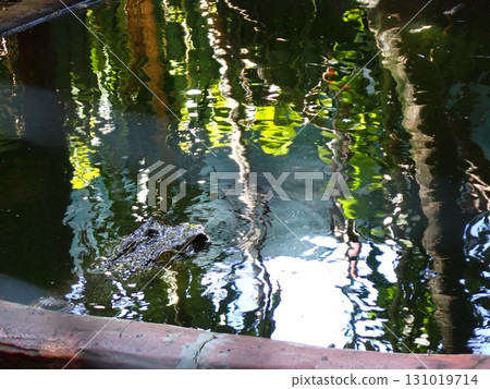 鱷魚瞄準獵物 131019714