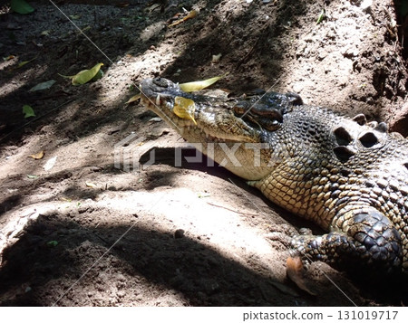鱷魚瞄準獵物 鱷魚瞄準獵物 131019717