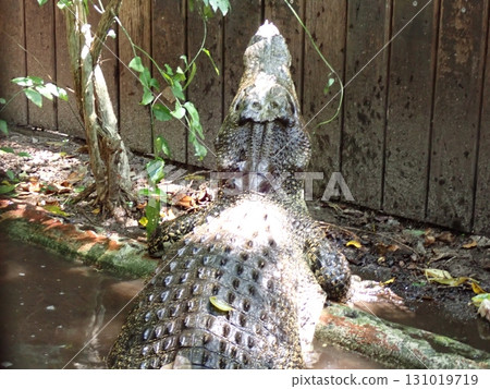 鱷魚瞄準獵物 鱷魚瞄準獵物 131019719