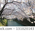 前橋公園櫻花盛開 131020143