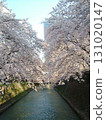 前橋公園櫻花盛開 131020147
