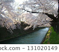 前橋公園櫻花盛開 131020149