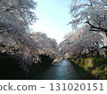 前橋公園櫻花盛開 131020151