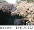 前橋公園櫻花盛開 131020152